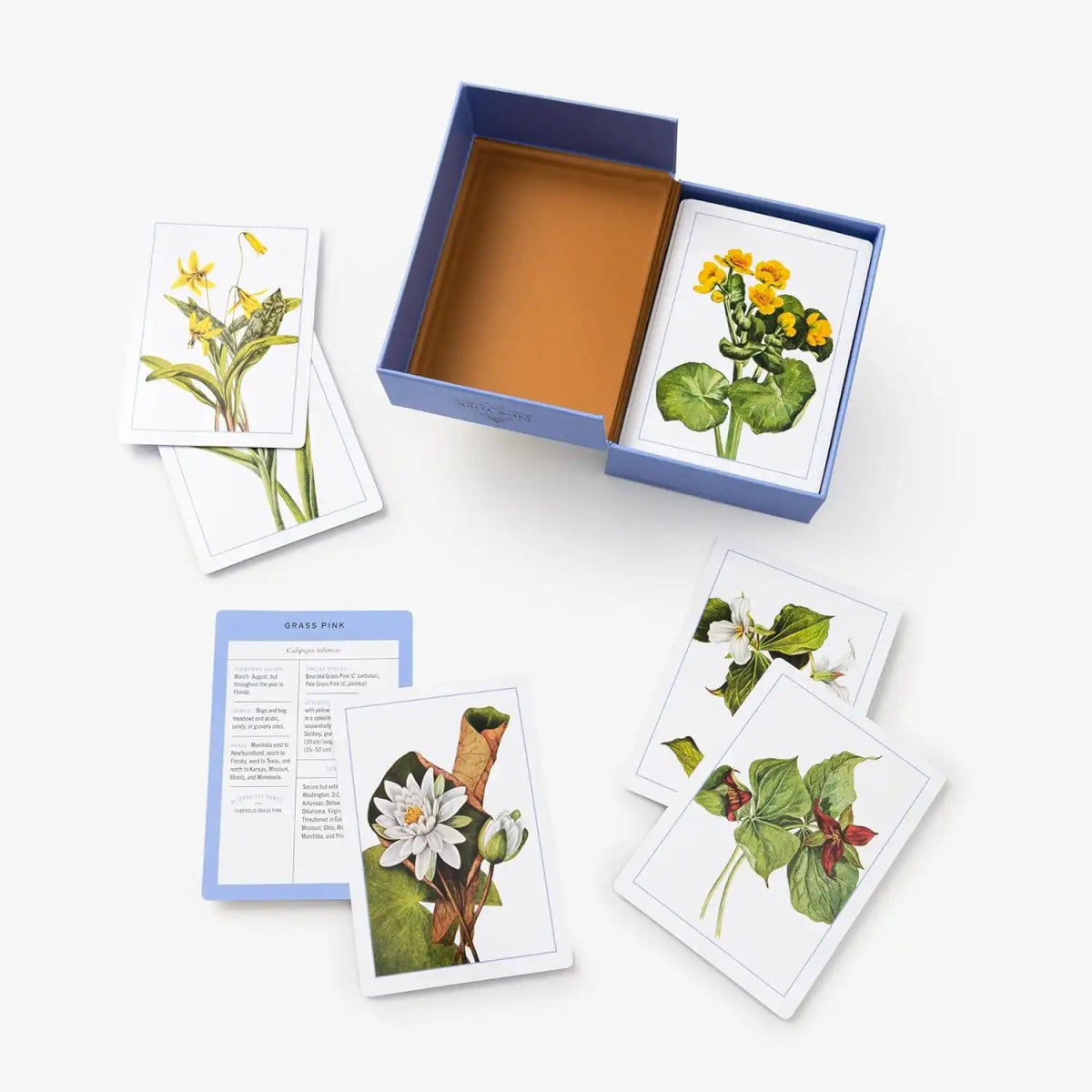 New York Botanical Garden Wildflower Identification Flashcards 2 New York Botanical Garden Wildflower Identification Flashcards