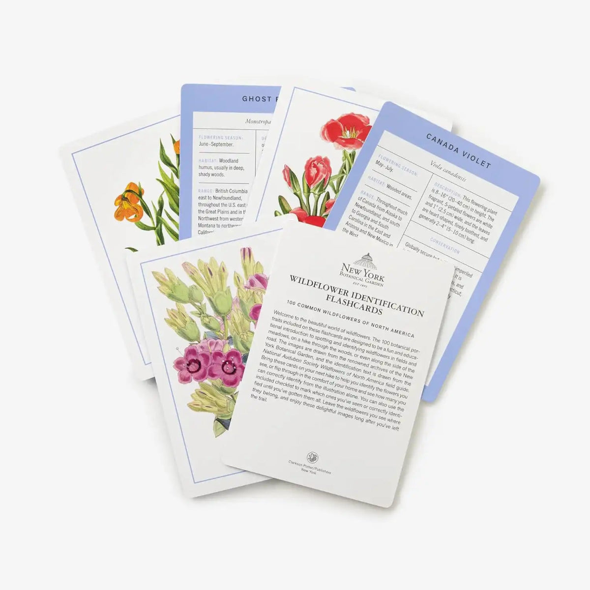 New York Botanical Garden Wildflower Identification Flashcards 3 New York Botanical Garden Wildflower Identification Flashcards