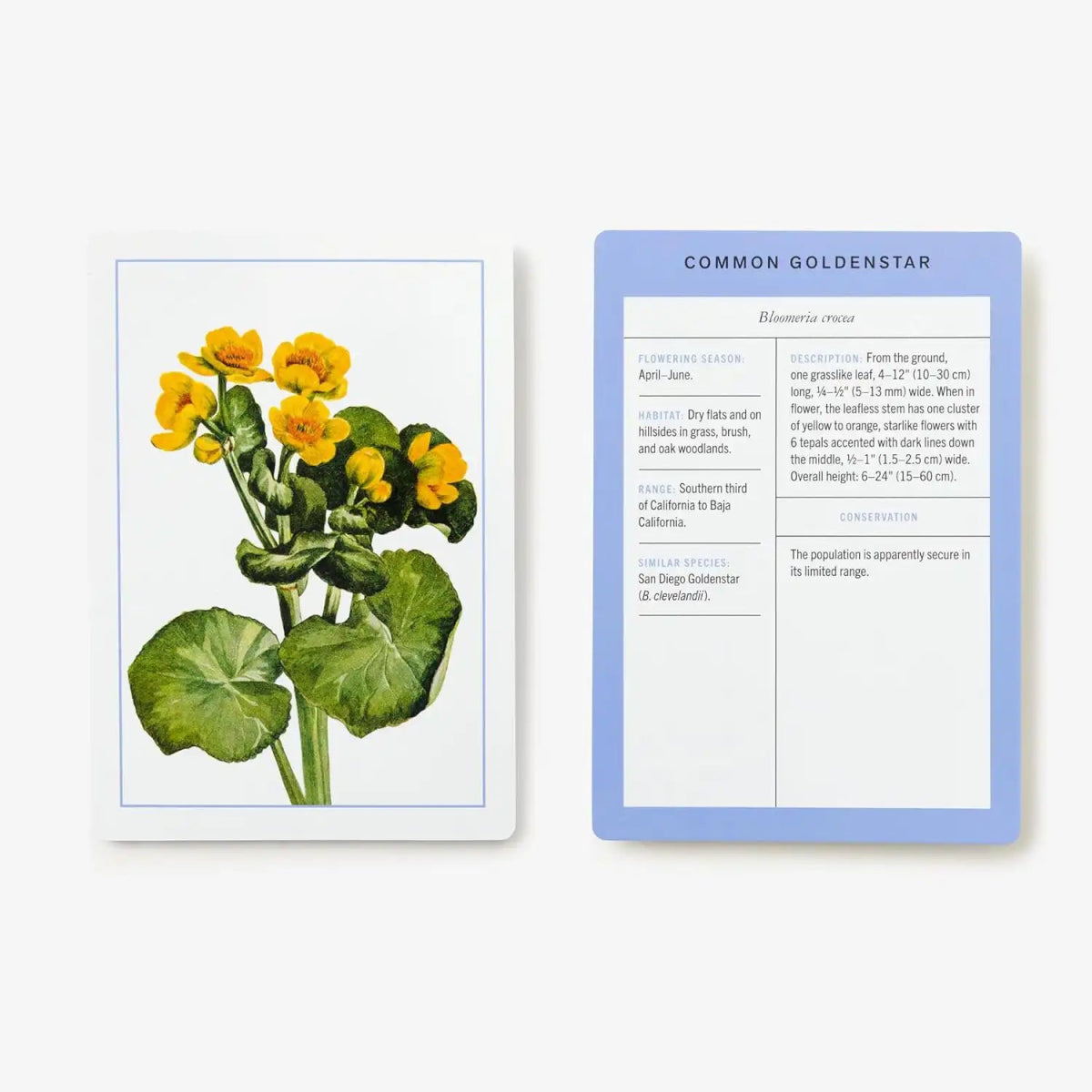 New York Botanical Garden Wildflower Identification Flashcards 4 New York Botanical Garden Wildflower Identification Flashcards