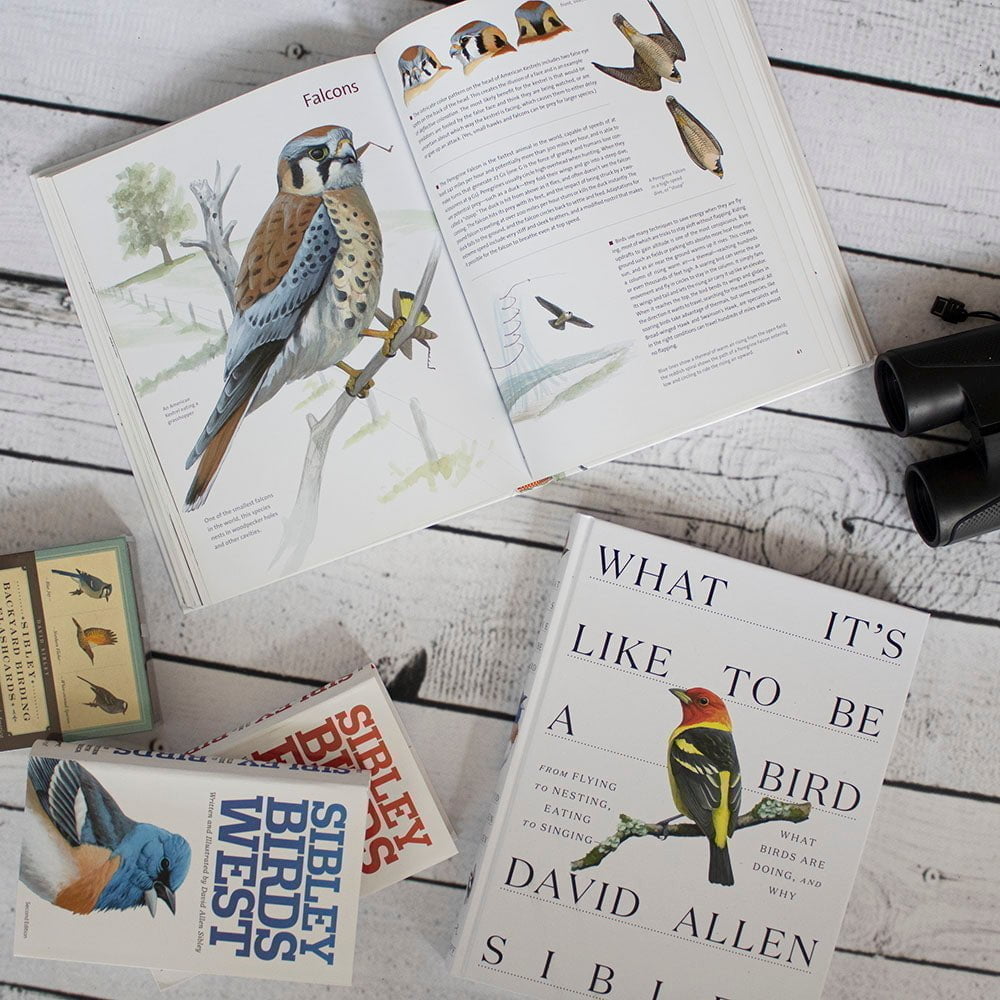 What It's Like to Be a Bird by David Allen Sibley 2 What It's Like to Be a Bird by David Allen Sibley