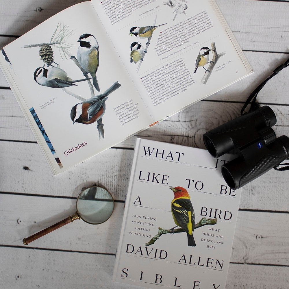 What It's Like to Be a Bird by David Allen Sibley 3 What It's Like to Be a Bird by David Allen Sibley