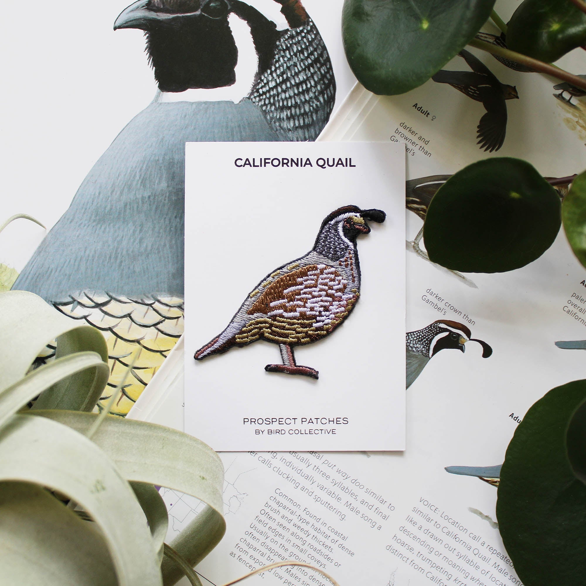 Bird Patch Club Subscription 7 Bird Patch Club Subscription