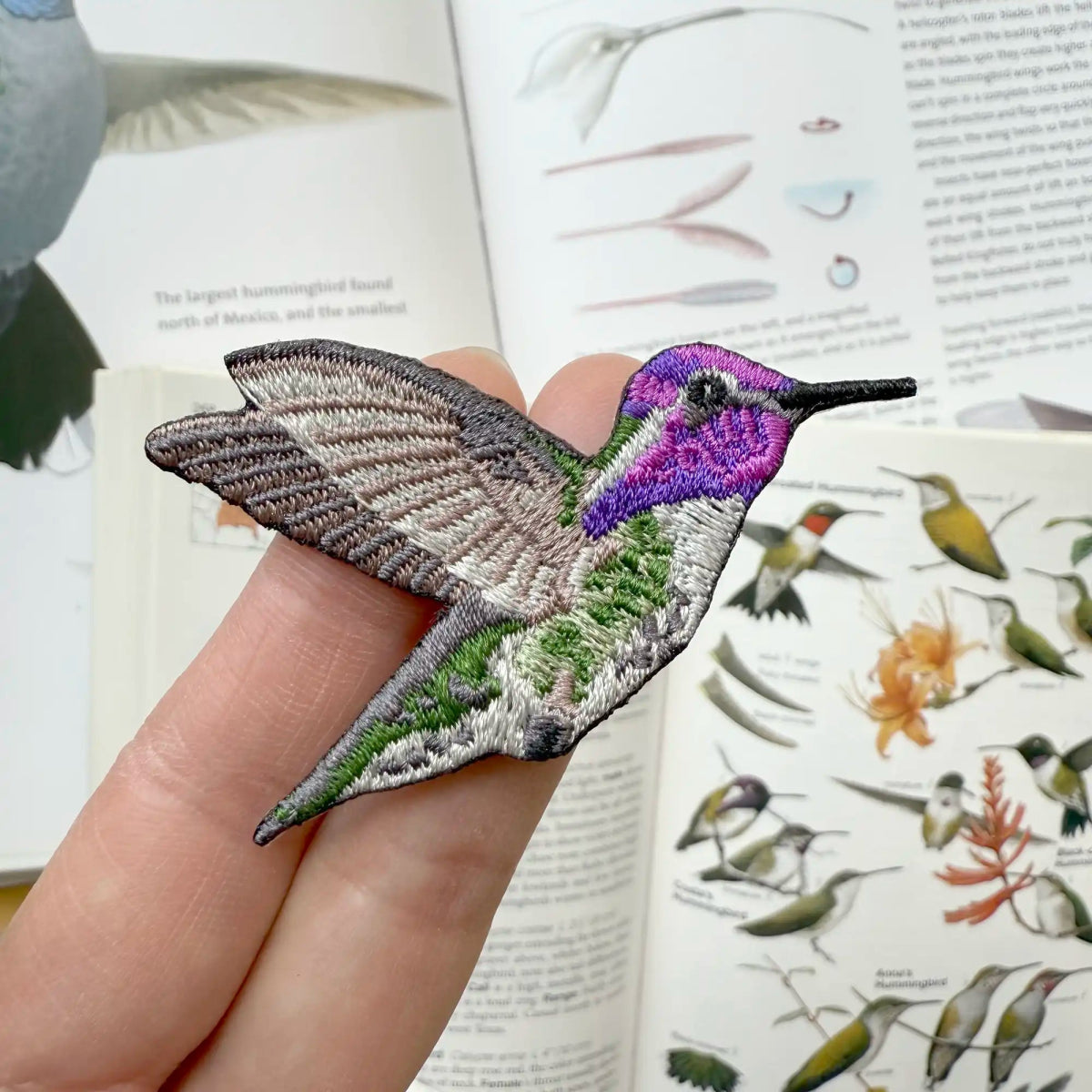 Costa's Hummingbird Patch 2 Costa's Hummingbird Patch